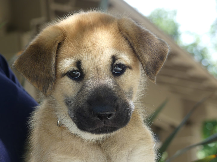 chinook dog